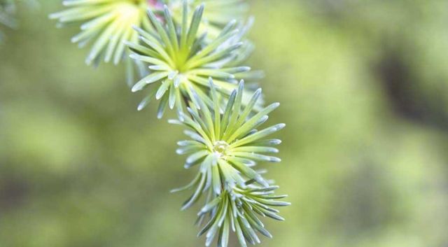 jardin plantes exotiques