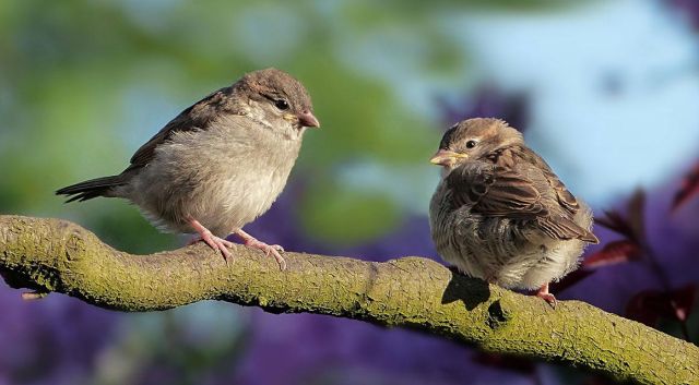 plantes de haies pour les oiseaux