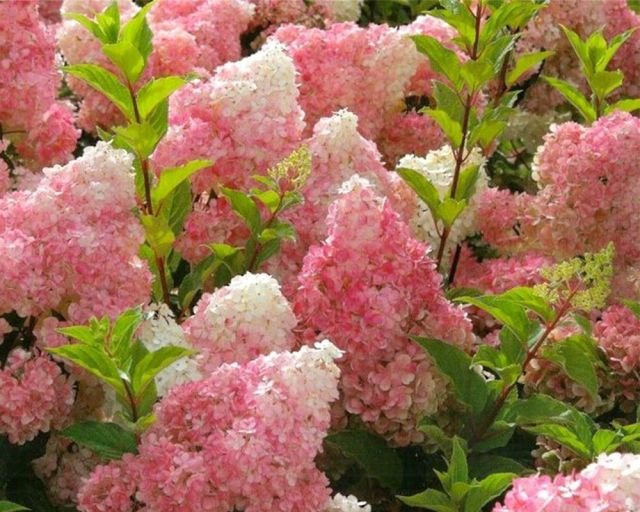 Hortensias : intemporels, innovants et toujours un véritable accroche-regard