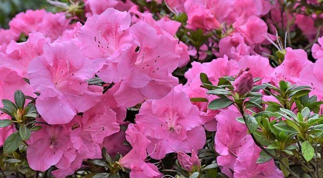 Rhododendron : une belle fleur de printemps