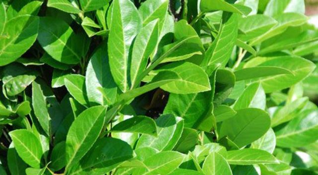 Les avantages et inconvénients des plantes en motte