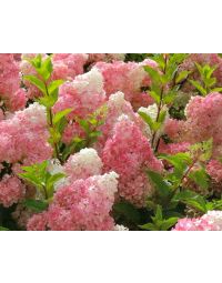 Hortensia 'Vanille Fraise'