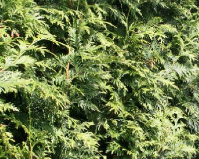 Thuya géant 'Excelsa'