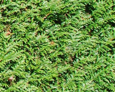 Thuya géant 'Atrovirens'