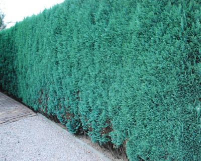 Faux Cyprès de Lawson 'Glauca'