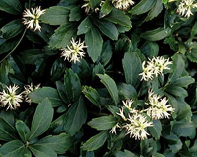 Pachysandra terminalis 'Green Sheen'