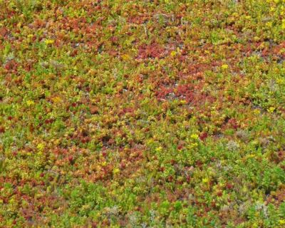 Sedum