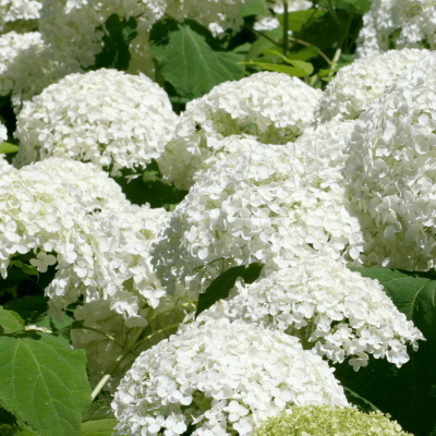 Hortensia 'Sœur Thérèse'