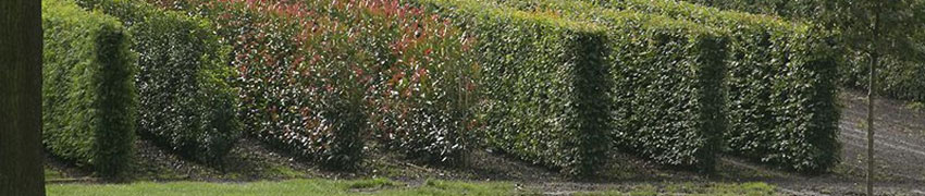 Avantages des plantes de haies matures
