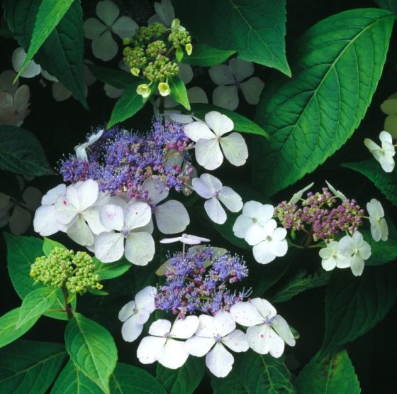 Hortensia Bluebird