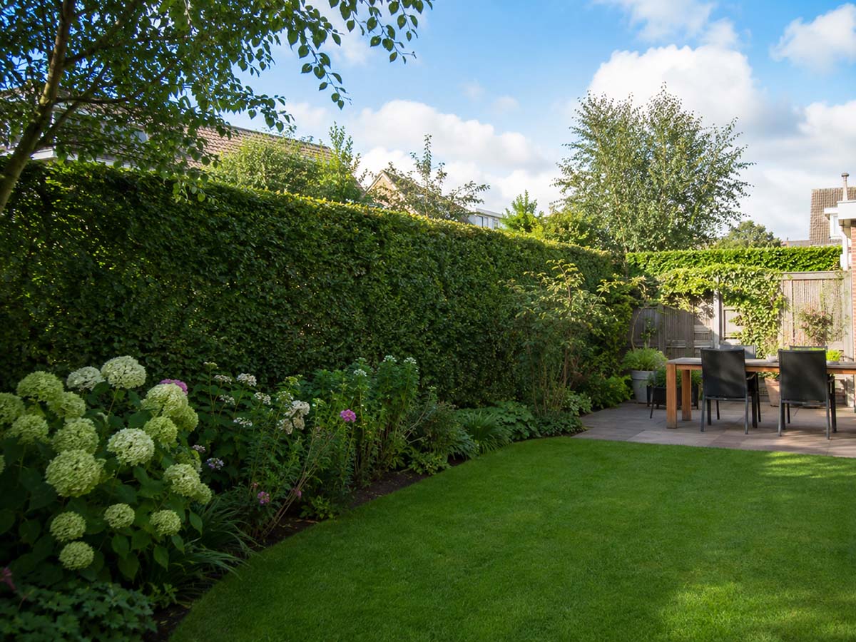 Haie prête à planter créant un fond végétal dans le jardin
