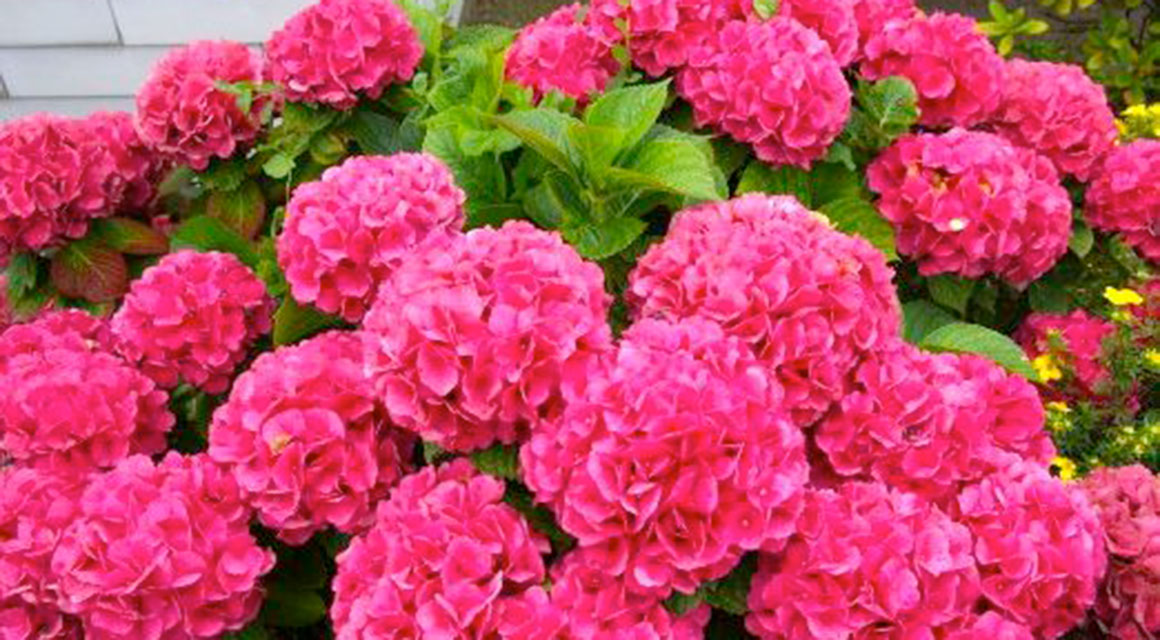 Bordure naturelle d’hortensias