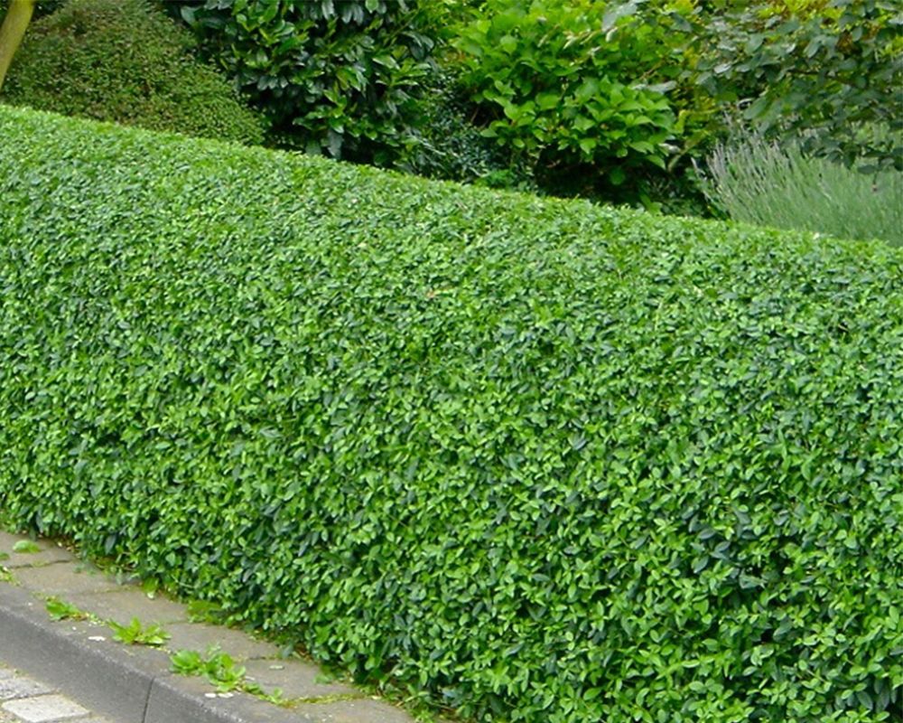 Haie de troène dans un jardin néerlandais