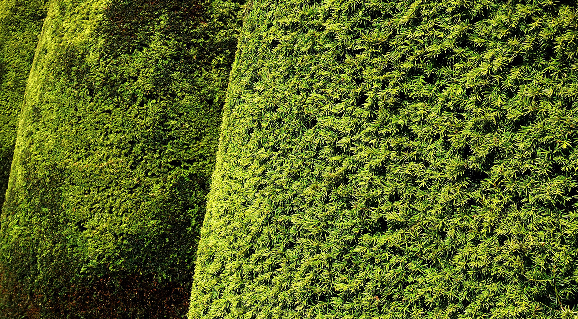 Hecke zurückschneiden