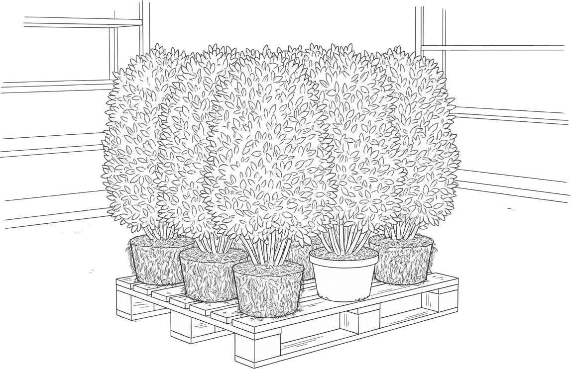 Plantes de haie fraîches prêtes pour l’expédition
