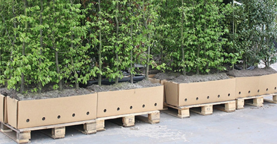 Planter une haie prête à planter