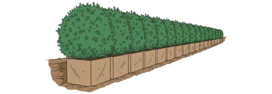 Haies prêtes à planter