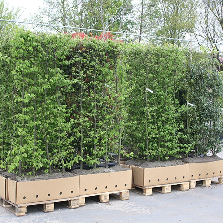 Exemple taille de pot 1