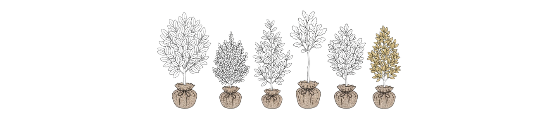 Plantes de haie en motte