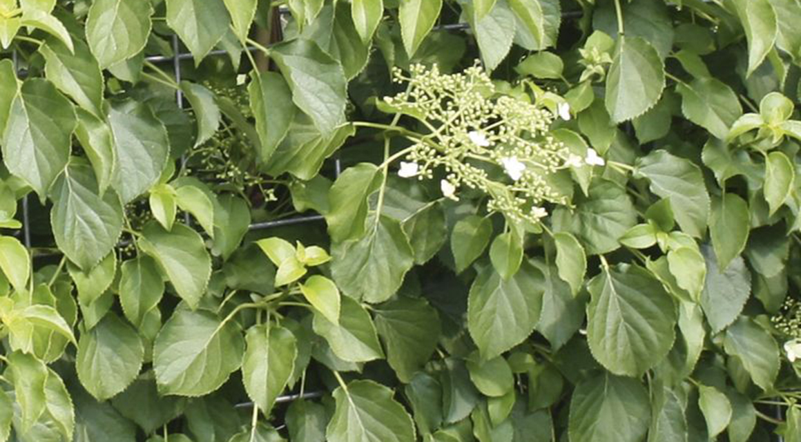Klimhortensia