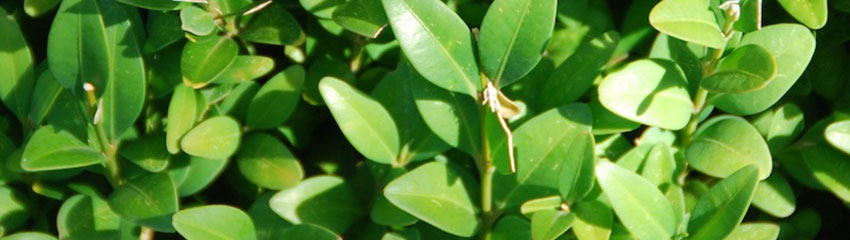 Acheter haie de Buis