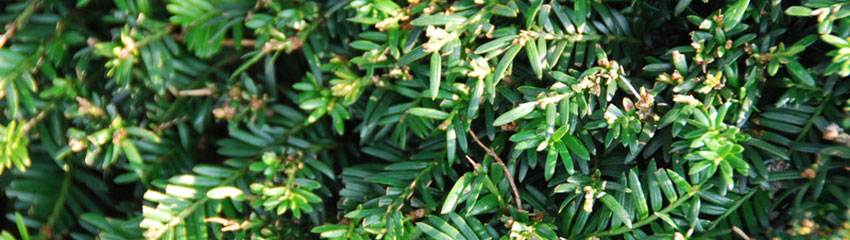 Acheter haie d’If sur Plantesdehaies.be