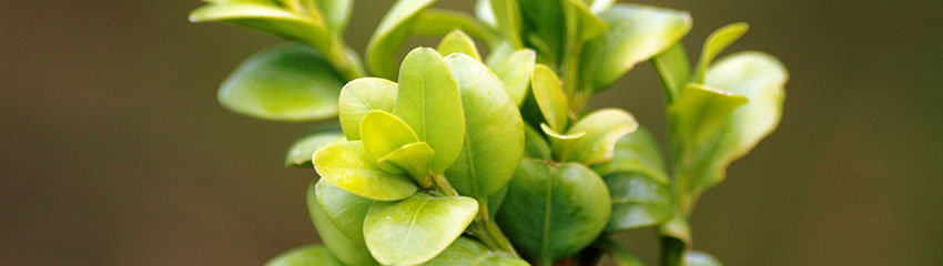 Comment planter une haie de Buxus ?