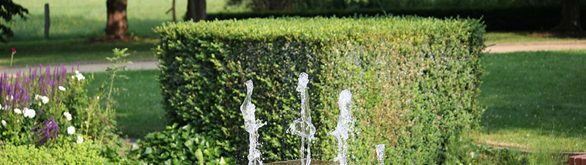 Haie de Buis dans le jardin