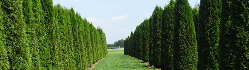 L’histoire du Thuja