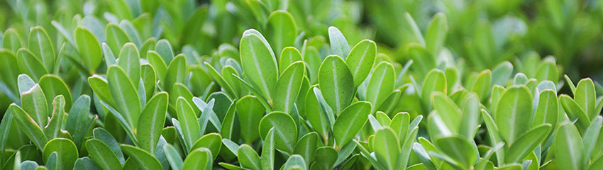 Planter délimitation de Buis