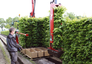 Arrachage des haies prêtes à planter