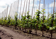 Culture de haies prêtes à planter